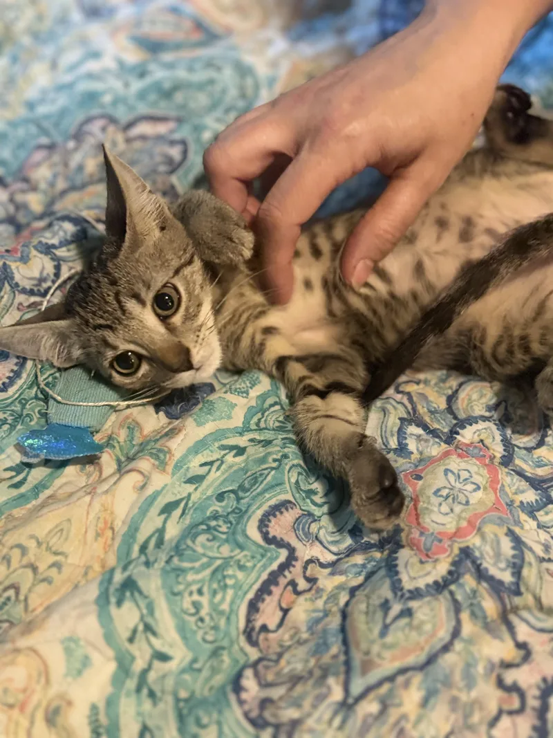 A baby small-sized male Tabby (Brown / Chocolate) Domestic Short Hair cat named Sandy Bigelow for adoption in Liverpool, TX