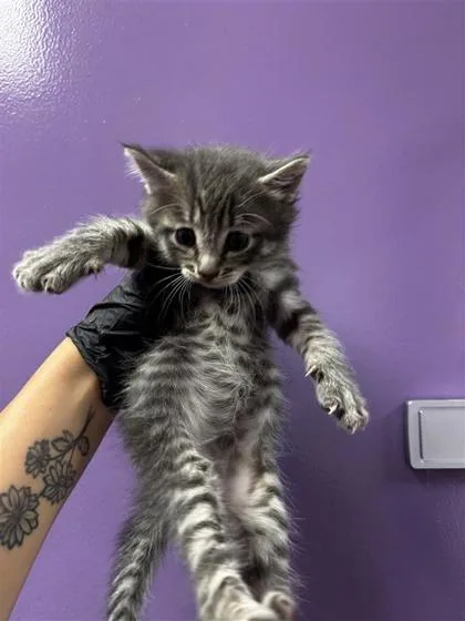 A baby small-sized male Gray / Blue / Silver Domestic Medium Hair cat named 60787585 for adoption in El Paso, TX