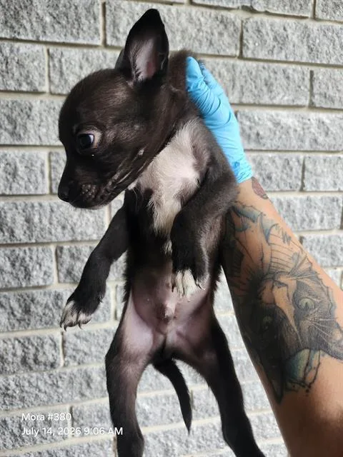 A baby small-sized male American Staffordshire Terrier dog named Chile for adoption in San Antonio, TX