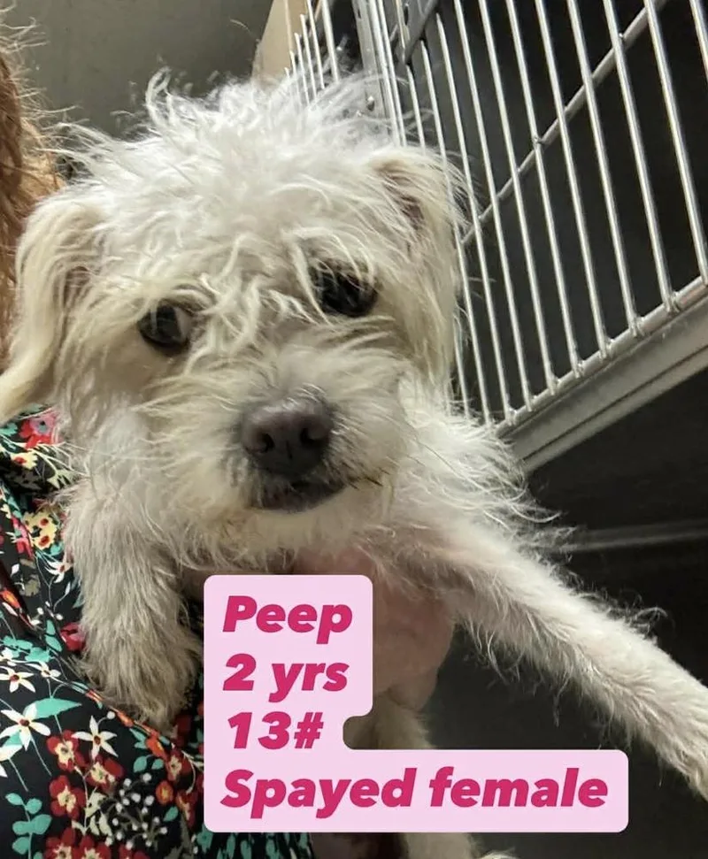 A young small-sized female White / Cream Maltese dog named Peep for adoption in San Diego, CA