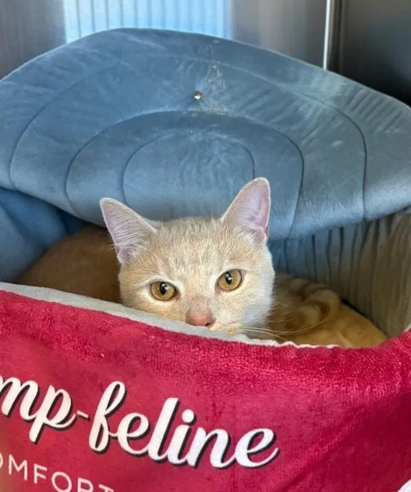 A young medium-sized male Domestic Short Hair cat named Ichabod Crane for adoption in Kennewick, WA