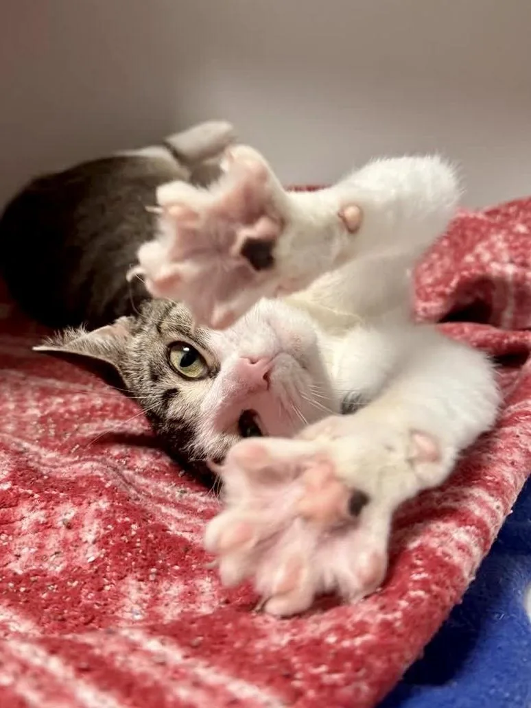 A young medium-sized female Tabby (Buff / Tan / Fawn) Domestic Short Hair cat named Luna for adoption in Toledo, OH