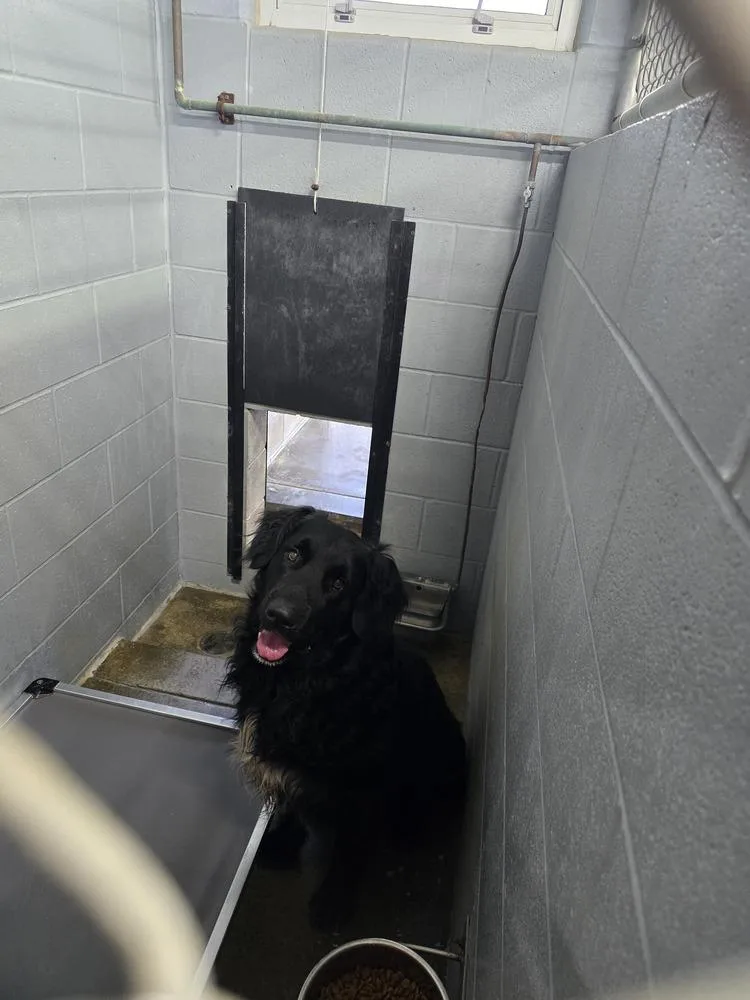 An adult large-sized male Black Retriever dog named Baloo for adoption in Evansville, IN
