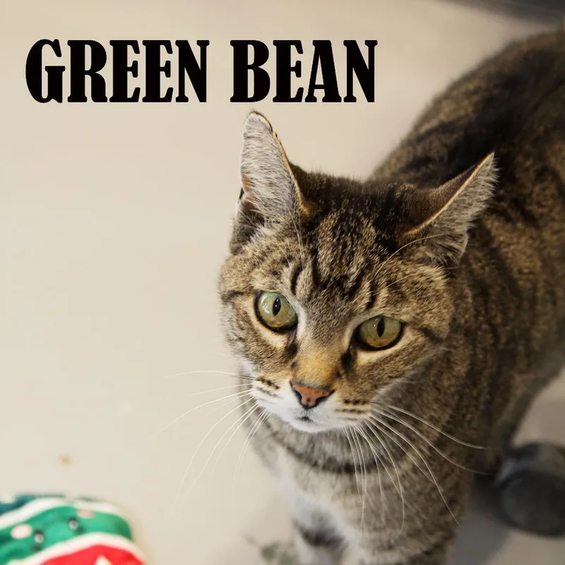 An adult large-sized male Brown / Chocolate Domestic Short Hair cat named Green Bean for adoption in Mooresville, NC