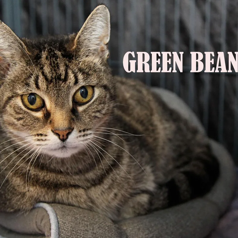 Green Bean thumbnail 2