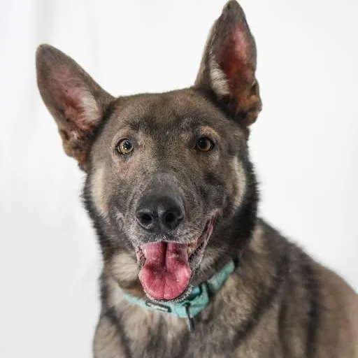 An adult large-sized male German Shepherd Dog dog named Robert for adoption in Defuniak Springs, FL