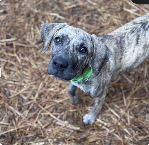 A young medium-sized female Brindle Retriever dog named Everlee for adoption in Pawleys Island, SC