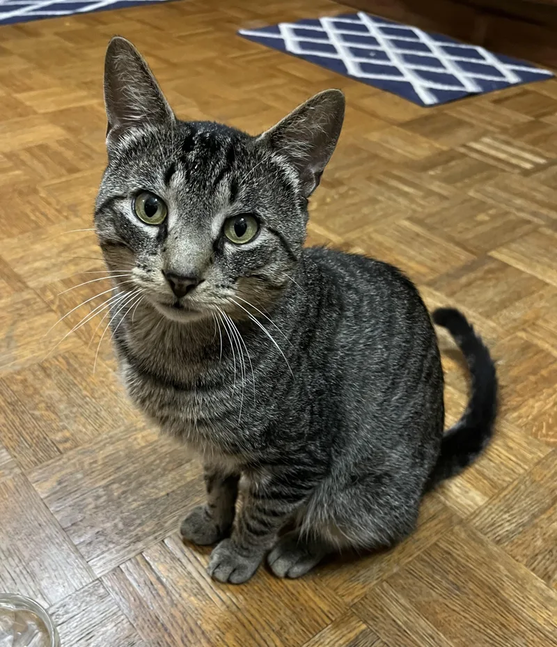 An adult medium-sized male Tabby (Brown / Chocolate) Domestic Short Hair cat named Tony for adoption in Avon, NY