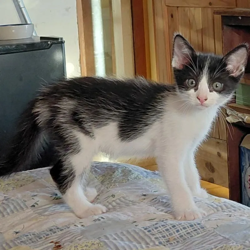A baby small-sized male Black Domestic Short Hair cat named Cold Brew for adoption in Incline Village, NV