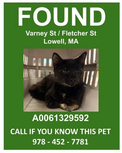An adult small-sized female Domestic Short Hair cat named Apple Bottom for adoption in Lowell, MA