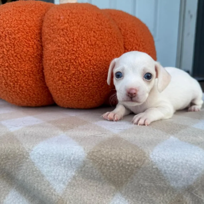 A baby small-sized female White / Cream Beagle dog named Princess for adoption in Myakka City, FL