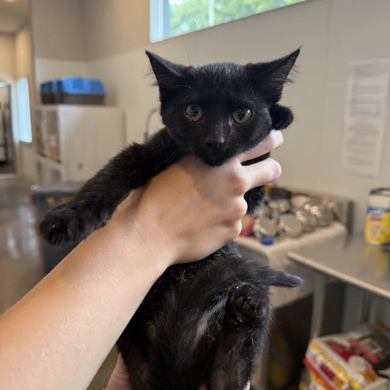 A baby small-sized male Black Domestic Short Hair cat named Tsunami for adoption in Louisville, KY