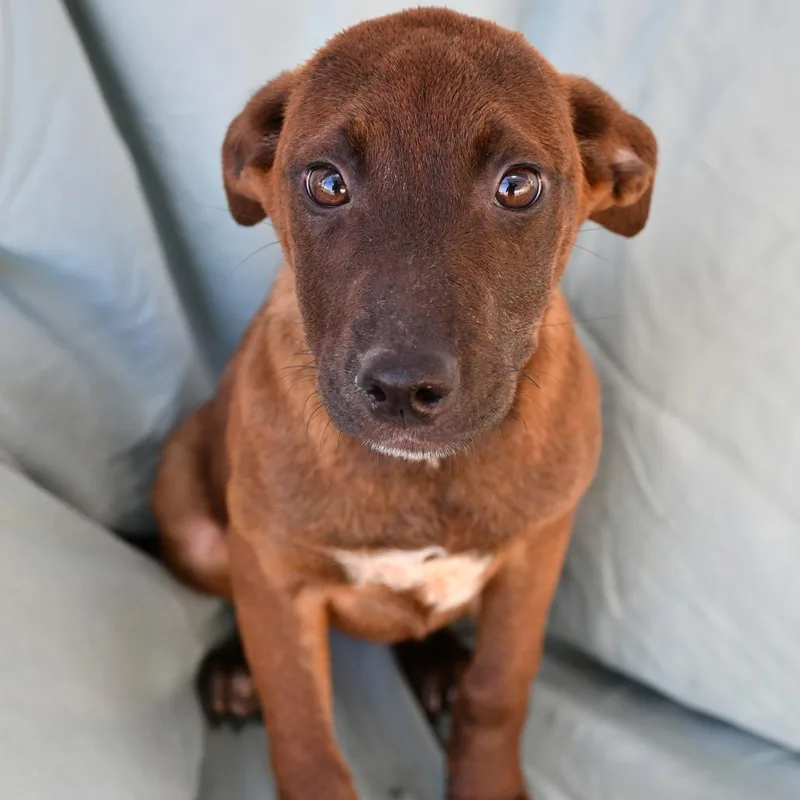 A baby small-sized female Brown / Chocolate Belgian Shepherd / Malinois dog named Riley for adoption in Beaumont, TX