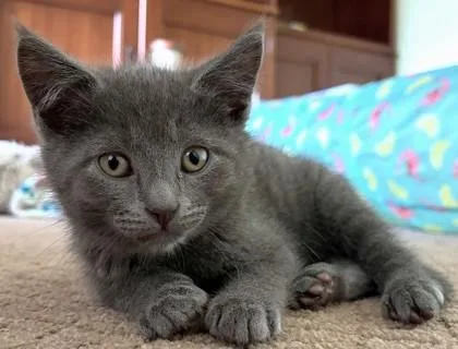 A young small-sized male Domestic Short Hair cat named Alastair for adoption in Quakertown, PA