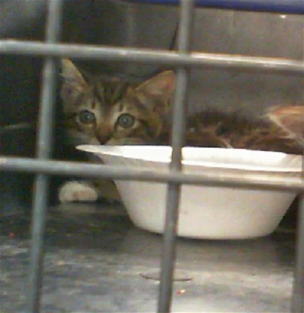 A baby small-sized male Domestic Short Hair cat named A for adoption in Charlotte, NC