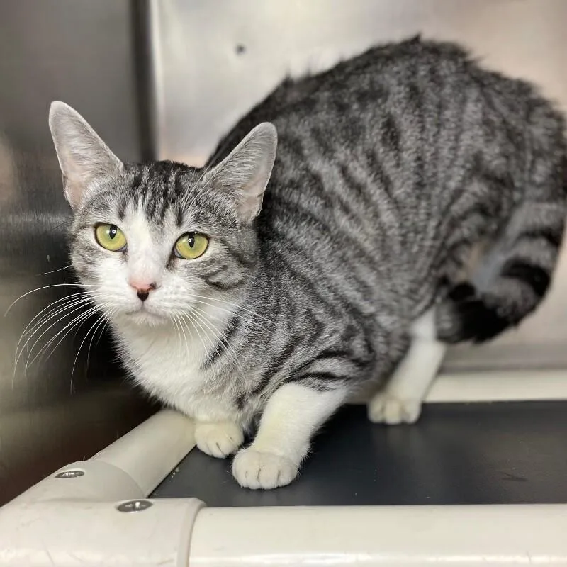 An adult medium-sized female Domestic Short Hair cat named Mona for adoption in Roanoke, VA