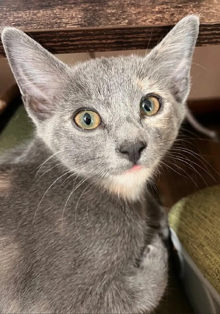 A baby medium-sized female Domestic Short Hair cat named Corset for adoption in Little Rock, AR