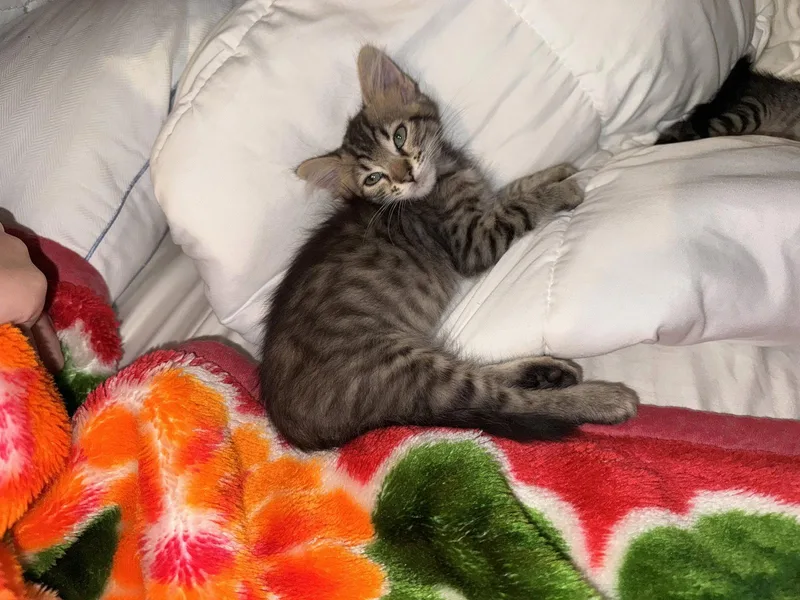 A baby medium-sized female Domestic Short Hair cat named Clementine for adoption in Orlando, FL