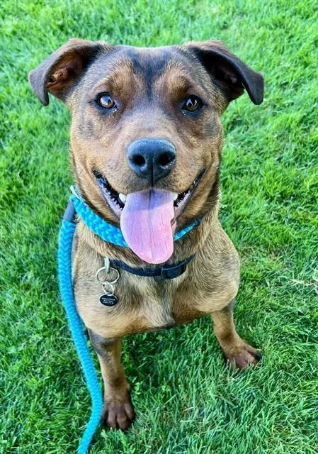 A young extra large-sized female Rottweiler dog named Ginko for adoption in Sacramento, CA