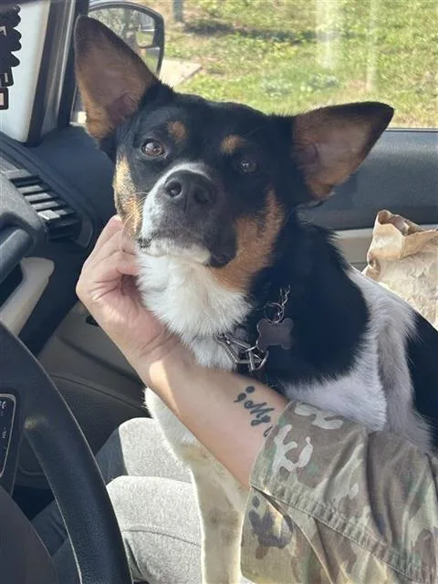 A young medium-sized male Australian Cattle Dog / Blue Heeler dog named Chase for adoption in San Antonio, TX