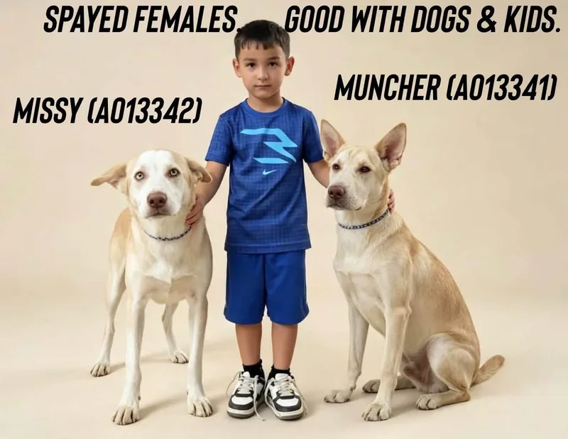 A baby medium-sized female Apricot / Beige Shar-Pei dog named Muncher for adoption in Estes Park, CO