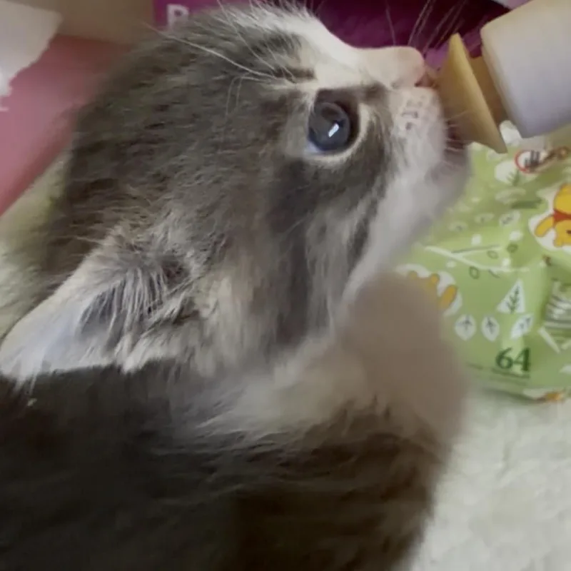 A baby small-sized male Gray / Blue / Silver Domestic Short Hair cat named Bowser for adoption in Simi Valley, CA