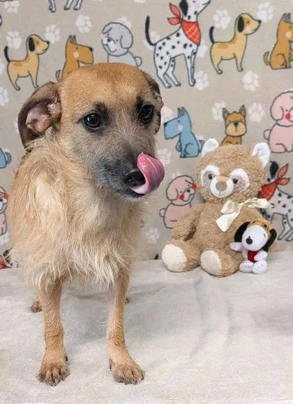 An adult small-sized female Terrier dog named Lucy Gray for adoption in Houston, TX