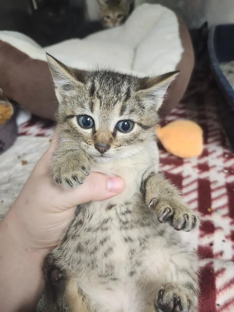 A baby medium-sized male Domestic Short Hair cat named Dc Couples  Joker for adoption in Greeneville, TN