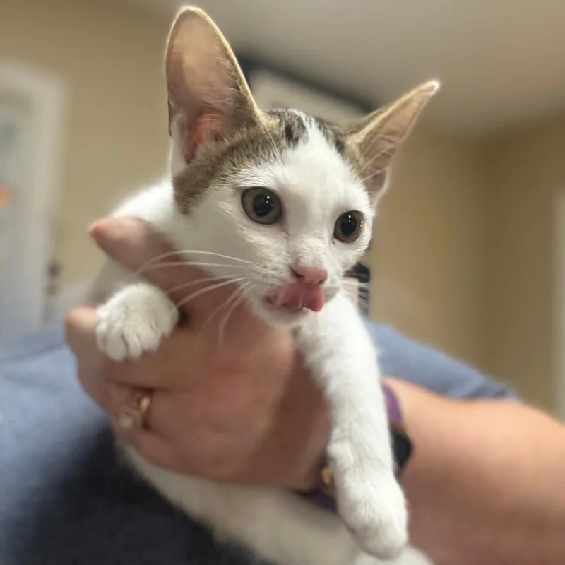 A baby small-sized female White Domestic Short Hair cat named Coconut for adoption in Lake Panasoffkee, FL