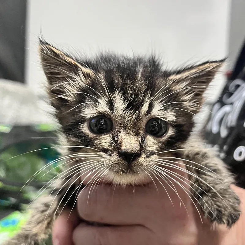 A baby extra large-sized male Brown / Chocolate Domestic Medium Hair cat named Newt for adoption in Sioux Falls, SD
