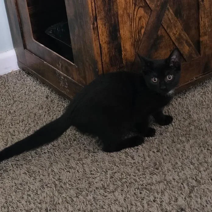 A baby small-sized female Black Domestic Short Hair cat named Tilly for adoption in Mount Laurel, NJ