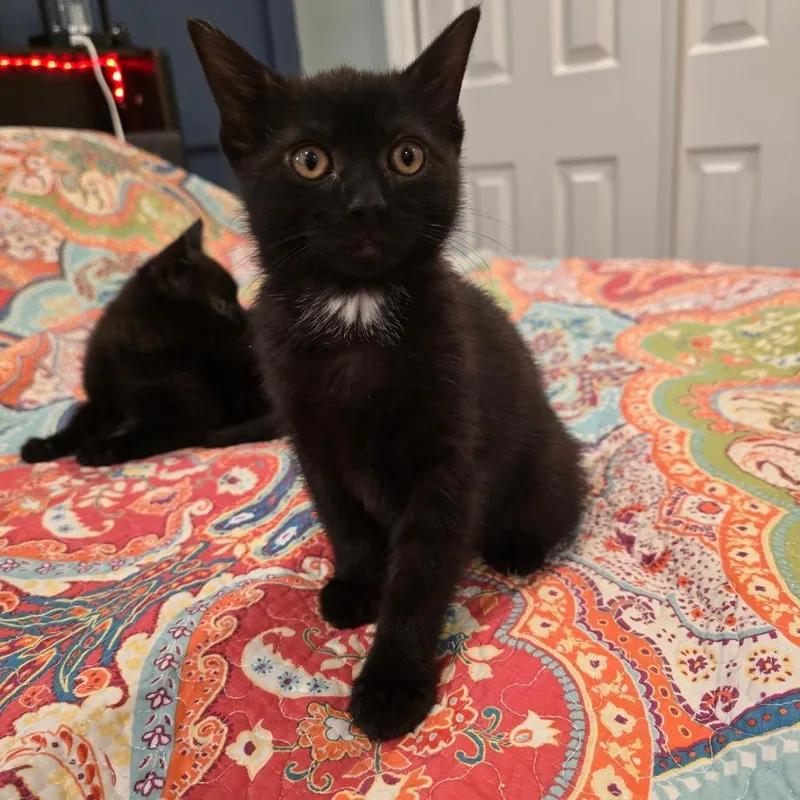 Tilly thumbnail 3