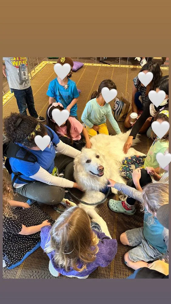 A senior large-sized male White / Cream Great Pyrenees dog named Kobe for adoption in San Diego, CA