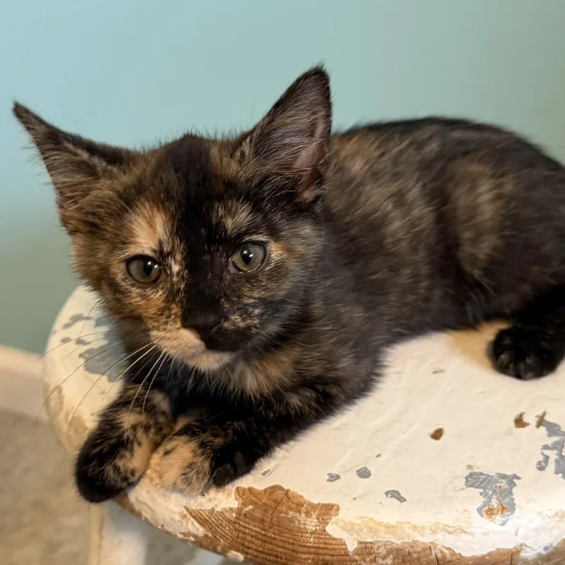 A baby small-sized female Tortoiseshell Domestic Short Hair cat named Tiger Lily for adoption in La Grange, KY