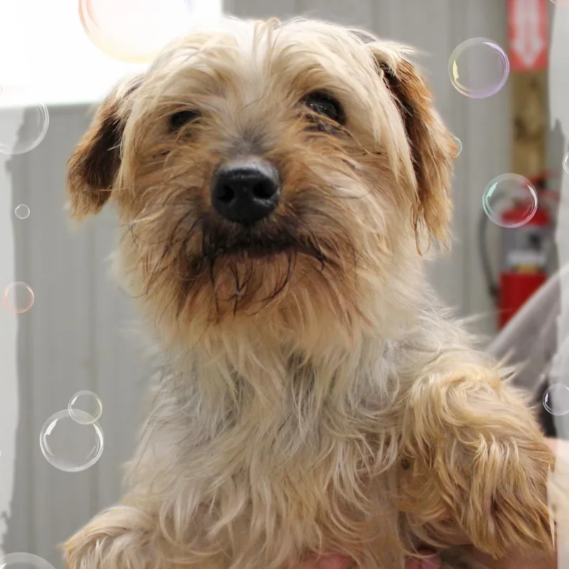 An adult small-sized male Gray / Blue / Silver Mixed Breed dog named Eric for adoption in Amelia, OH