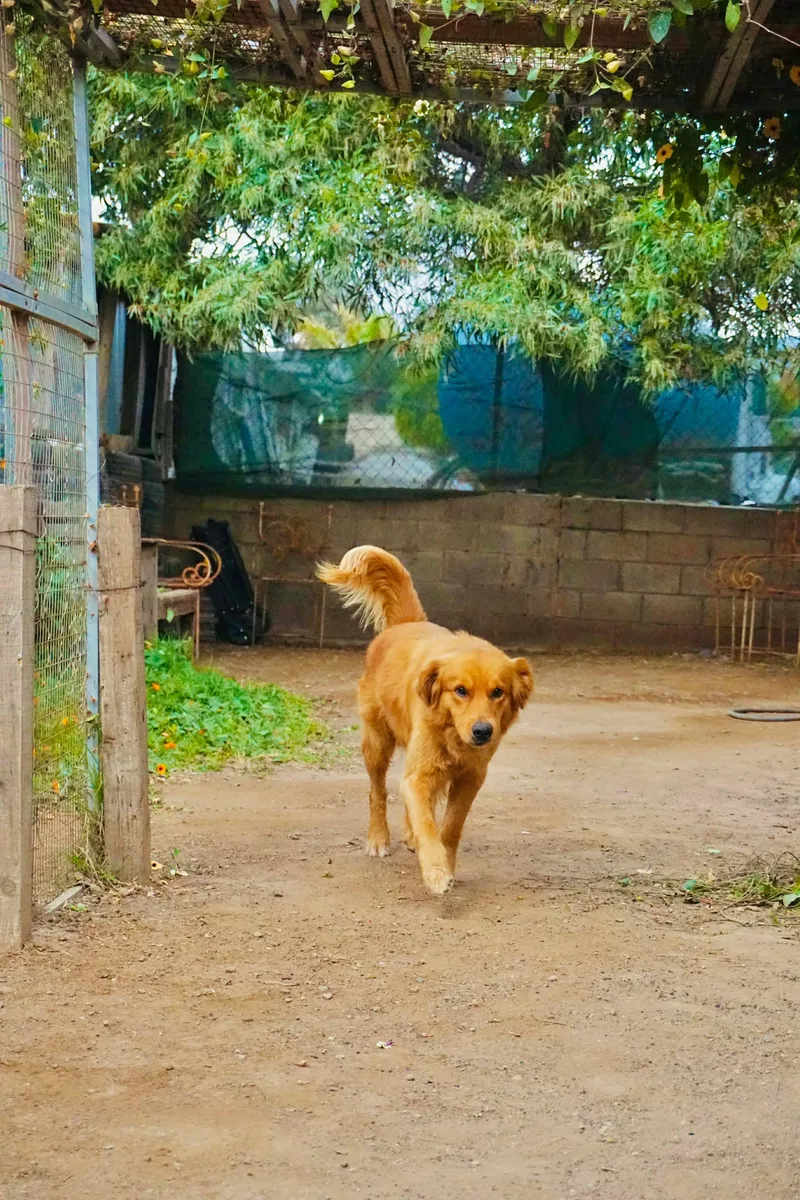 An adult large-sized male Golden Retriever dog named Orlando for adoption in San Diego, CA