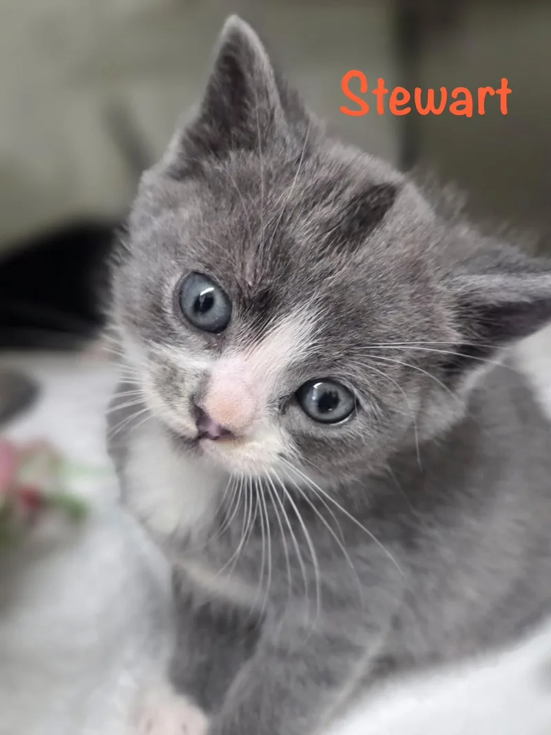 A baby medium-sized male Domestic Short Hair cat named Stewart for adoption in Crescent City, CA