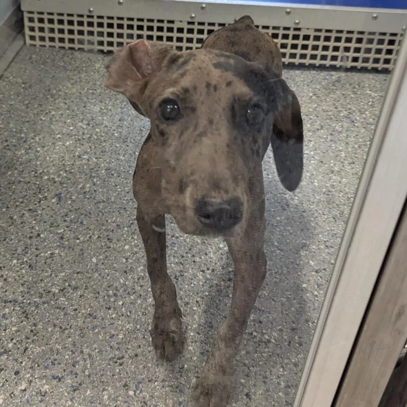 A baby small-sized female Gray / Blue / Silver Great Dane dog named Eleven Eleven for adoption in Charlottesville, VA