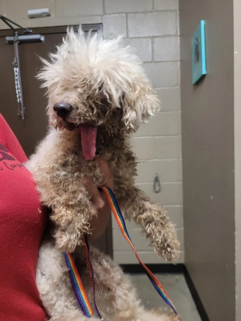 A senior small-sized male Poodle dog named Sheldon for adoption in Huntsville, TX