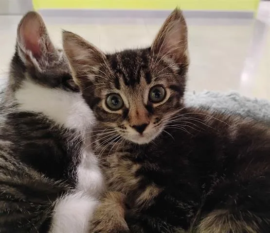 A baby small-sized female Domestic Short Hair cat named Dee for adoption in San Martin, CA