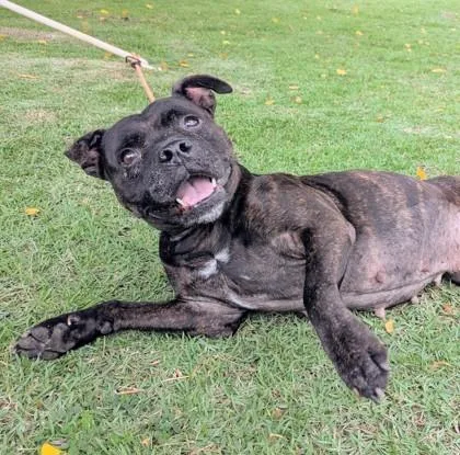 An adult medium-sized female Mixed Breed dog named Tini for adoption in Honolulu, HI