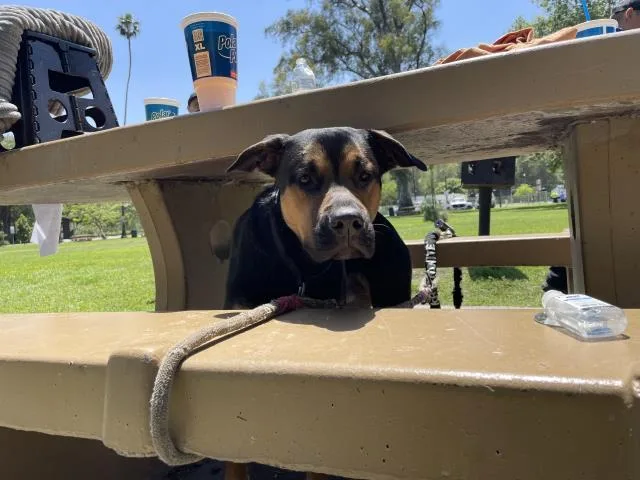 An adult large-sized male German Shepherd Dog dog named Kenneth for adoption in Riverside, CA
