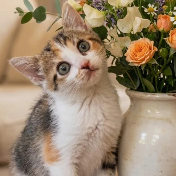 A baby medium-sized female Tabby (Brown / Chocolate) Domestic Short Hair cat named Orchid for adoption in Chattanooga, TN