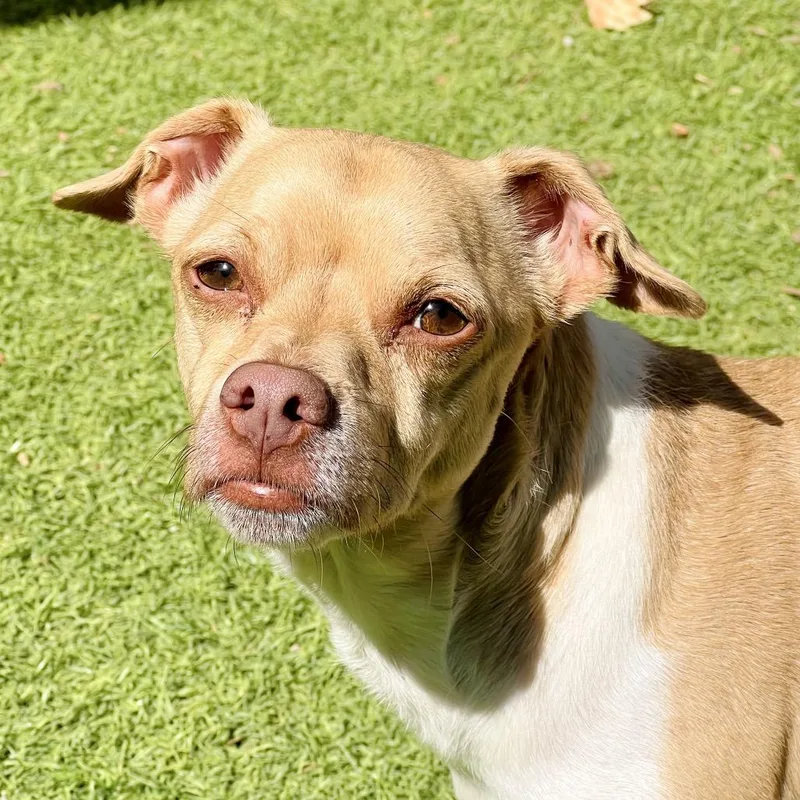 An adult small-sized male Yellow / Tan / Blond / Fawn Chihuahua dog named Simba for adoption in Ojai, CA