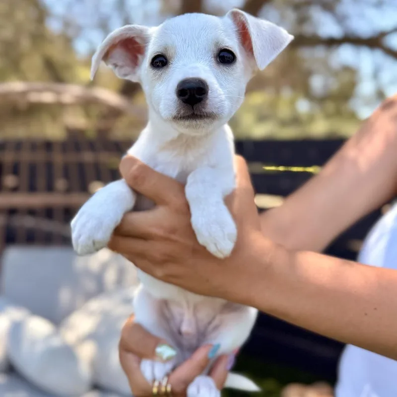 A baby small-sized male White / Cream Fox Terrier dog named Cream Cheese for adoption in San Diego, CA