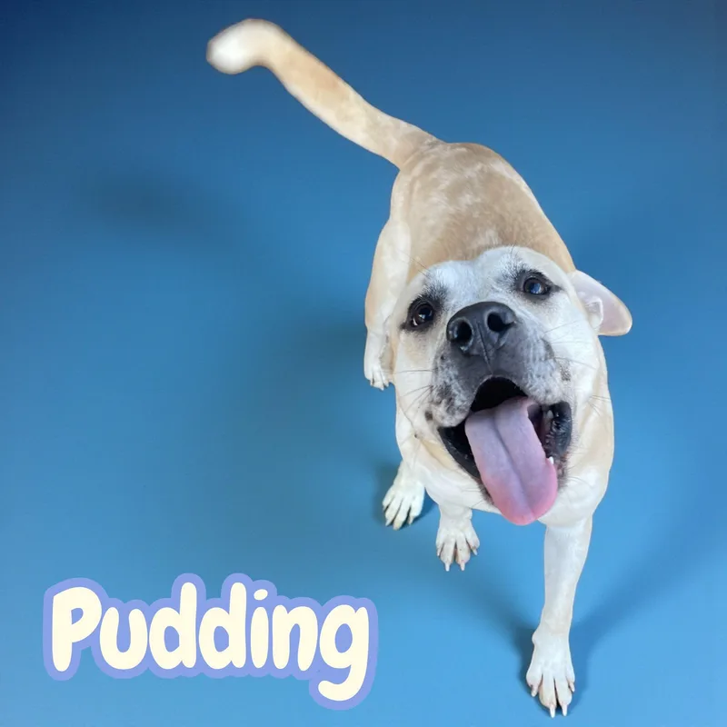 Pudding  Family Friendly