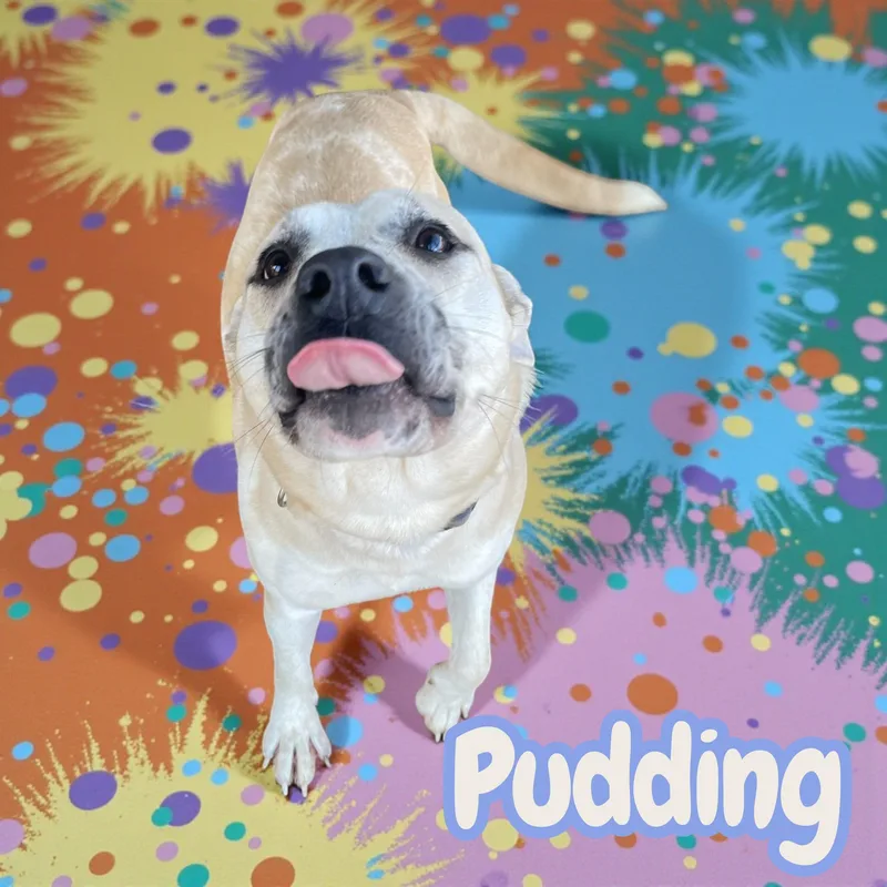 Pudding  Family Friendly thumbnail 3