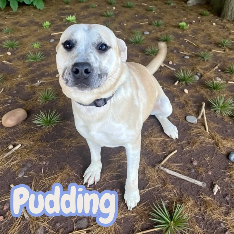 Pudding  Family Friendly thumbnail 4