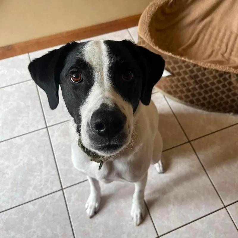 A young medium-sized male Mixed Breed dog named Chance for adoption in Blacksburg, VA