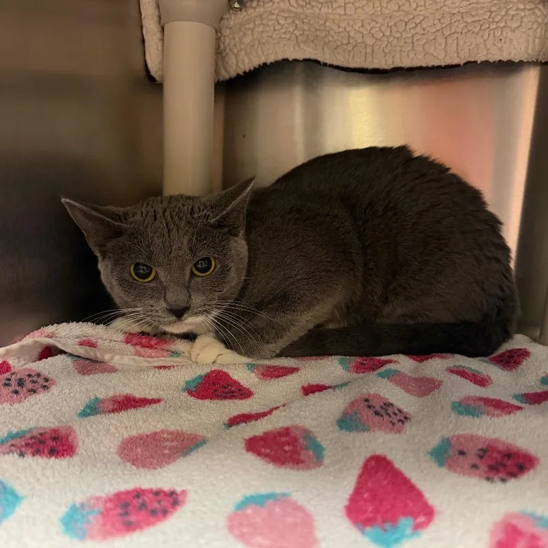 A young medium-sized female Gray / Blue / Silver Domestic Short Hair cat named Mittens for adoption in Fredericksburg, VA